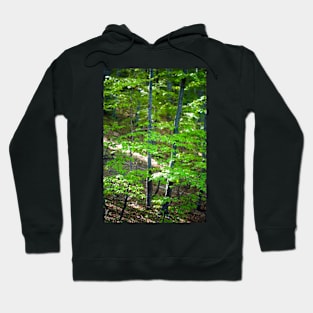 Young beech forest Hoodie